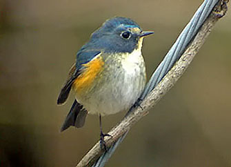 Red-flanked Bluetail