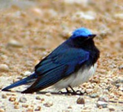 Blue and White Flycatcher