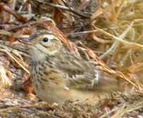 Blyth's Pipit