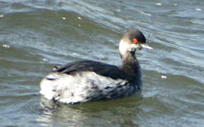 Black-necked Grebe