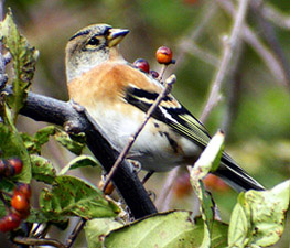 Brambling