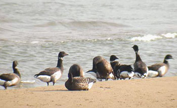 Black Brant