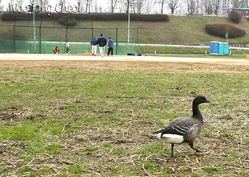 Black Brant