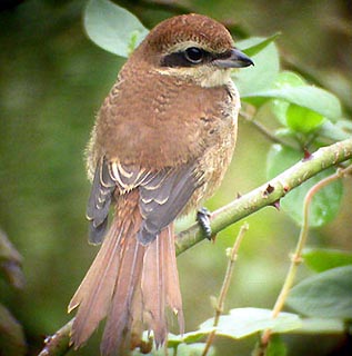 Brown Shrike, Socheong Is