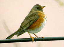 Brown Thrush