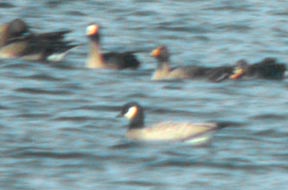 Cackling Canada Goose