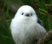Long-tailed Tit