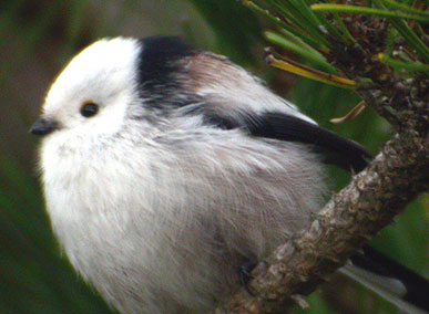 Long-tailed Tit