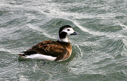 Long-tailed Duck 09