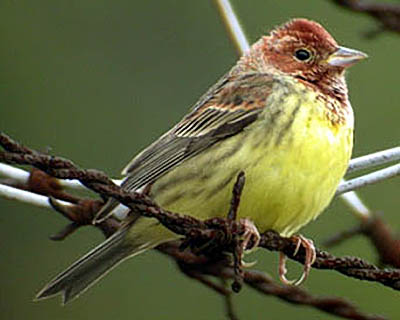 Chestnut Bunting