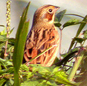 Chestnut-eared Bunting