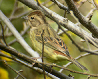 Chestnut Bunting