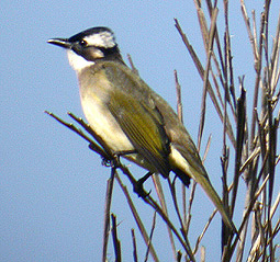 Chinese Bulbul
