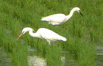 Chinese Egret & Little Egret