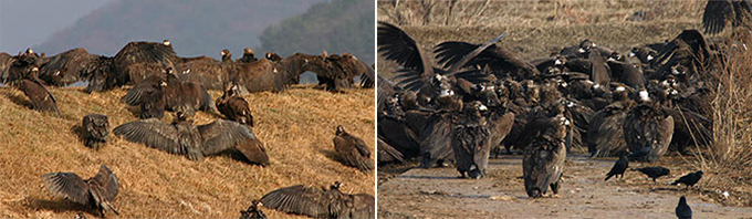 Cinereous Vultures