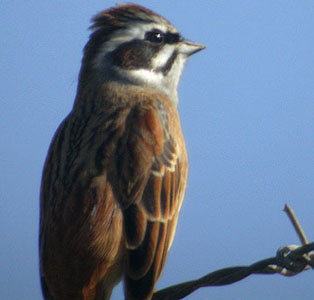 Meadow Bunting