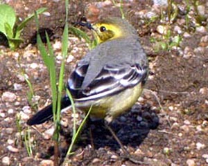 Citrine Wagtail