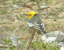Citrine Wagtail