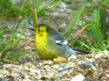 Citrine Wagtail