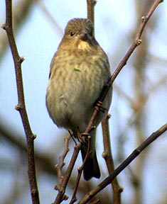 Common Rosefinch