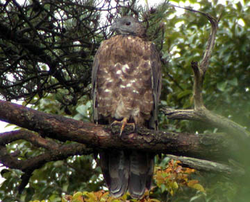 Crested Honey Buzzard