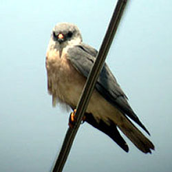 hinese Sparrowhawk