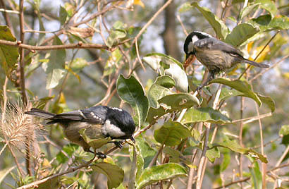 Coal Tit