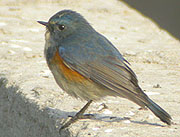 Red-flanked Bluetail