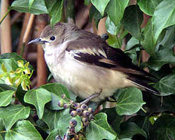 Daurian Starling