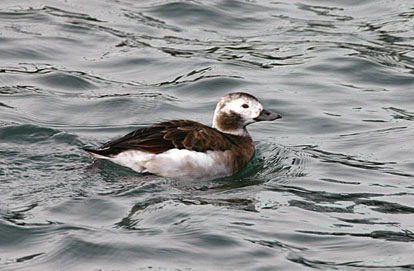 Long-tailed Duck 08