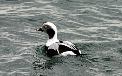 Long-tailed Duck 11