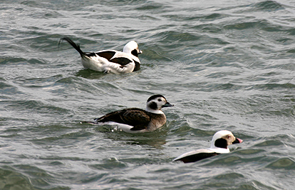 Long-tailed Duck 07