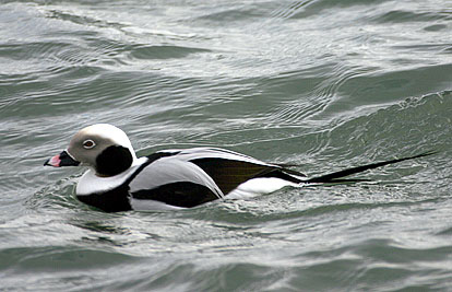 Long-tailed Duck 10