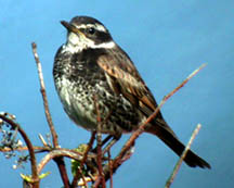 Dusky Thrush