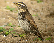 Dusky Thrush