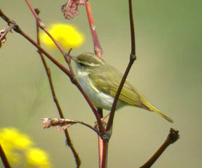 Eastern Crowned Warbler