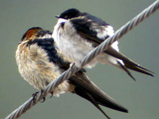 Northern House Martin
