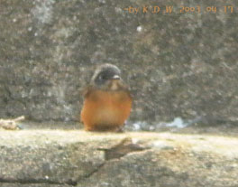 Ferruginous Flycatcher
