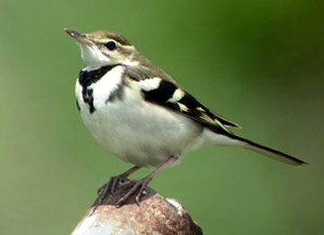 Forest Wagtail