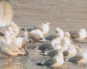 Great Black-headed Gull