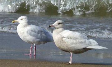 Glaucous Gull