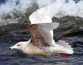 Glaucous Gull