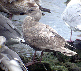 Glaucous-winged Gull