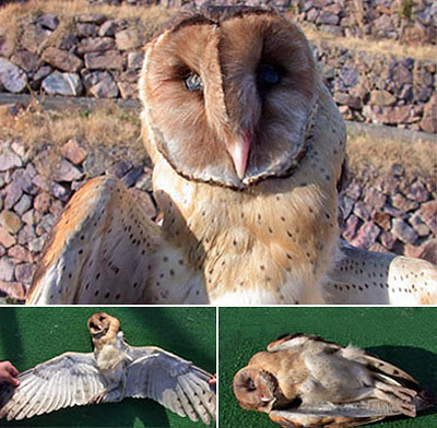 Grass Owl