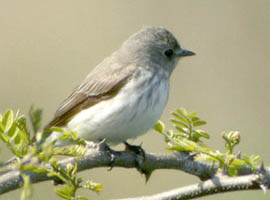 Grey-streaked Flycatcher