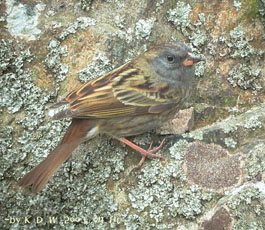 Grey Bunting