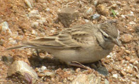 Greater Short-toed Lark
