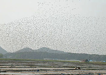 Great Knot