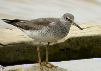 Grey-tailed Tattler