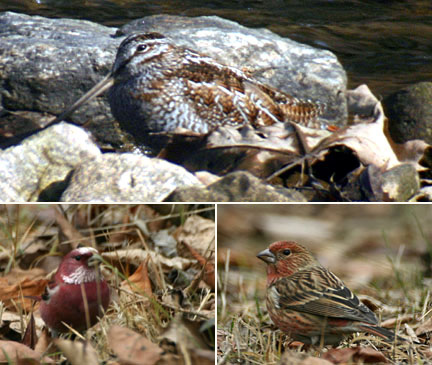 Solitary Snipe & Pallas's Rosefinch